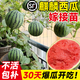 京悠雨【特級】麒麟西瓜苗嫁接西瓜苗秧8424黑皮無(wú)籽美都懶漢水果盆栽 嫁接麒麟 24棵【脆甜多汁】