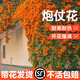 小潔巴適凌霄花炮仗花爬藤植物大苗老樁花苗陽(yáng)臺庭院花卉盆栽垂吊藤蔓爬墻 炮仗花苗80cm左右【當年開(kāi)花】