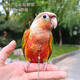 OIMG鳥脖套脖鏈 鸚鵡項(xiàng)圈 栓鳥頸環(huán) 鸚鵡戶外遛鳥放飛繩索 進(jìn)口不銹鋼 小太陽(yáng)、玄鳳脖套+脖鏈30cm(一套
