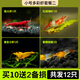 森悠（SARYOR）黑殼蝦除藻蝦淡水鮮活觀賞蝦清潔魚耐活好養(yǎng)熱帶觀賞魚寵物水晶蝦 小號多彩蝦套餐二