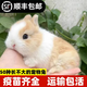 寵物侏儒兔子活物長不大迷你兔兒童好養(yǎng)宿舍寵物兔荷蘭垂耳兔活體 隨機侏儒兔(公母隨機)