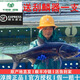 千島湖胖頭魚(yú)正宗淳牌有機(jī)魚(yú)新鮮活魚(yú)大頭魚(yú)包頭魚(yú)花鰱魚(yú)淳魚(yú)順豐 10斤 發(fā)活魚(yú)（只發(fā)江浙滬皖）