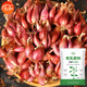 壽禾紅蔥頭種子正宗四川小火蔥油酥秋冬蔬菜陽(yáng)臺種四季蔥種籽根苗農家 四川火蔥頭種子1斤+豆粕肥1斤