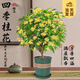 開時果 四季桂花盆栽樹苗濃香型 新中式盆景辦公室內(nèi)綠植物源頭直發(fā)包郵 精品四季桂+磚紅加侖盆 【整高約40-50cm左右】