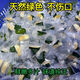 格沃斯真空獨(dú)立裝海南新鮮生青檳榔果陵水生鮮檳榔現(xiàn)摘發(fā)鮮果 2包果【甜味不太推薦】