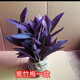 室外室內(nèi)花卉綠植盆栽紫色吊蘭紫竹梅紫羅蘭喜光好養(yǎng)植物鴨芷草 紫竹梅【8顆一盆】原土發(fā)貨