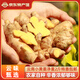 滇鮮生正宗云南小黃姜 新鮮生姜 農(nóng)家自種 調(diào)味新鮮食材蔬菜 食用月子姜 優(yōu)選小黃姜 2斤