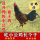 散養土公雞未打鳴童子雞黃油正宗農村剛打鳴小公雞現殺走地雞雞肉 沒(méi)打鳴的童子雞【適合15歲以下兒童】 殺后凈重二只【共2.5-2.9斤】