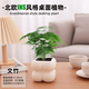 綠有意綠植盆栽辦公室桌面好養(yǎng)花卉綠植凈化空氣簡約創(chuàng)意網(wǎng)紅綠植花卉 文竹+奶油泡泡云朵盆+托盤+肥 北歐綠植奶油泡泡云朵盆