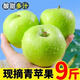 新鮮青蘋(píng)果10斤裝新鮮水果時(shí)令當季丑萍果孕婦冰糖心平果生鮮批發(fā) 精選 帶箱9-10斤