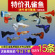 寵小俠純種孔雀魚觀賞魚好養(yǎng)耐活淡水小型魚熱帶魚鳳尾熱帶魚小魚苗 練手孔雀2-3cm15條（10送5備損）