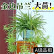 京厽金邊吊蘭盆栽花卉植物室內垂吊陽(yáng)臺懶人好養綠植四季常青水培驅蚊 金邊吊蘭大苗+原土盆