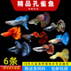 森悠（SARYOR）孔雀魚(yú)純種觀(guān)賞魚(yú)小型淡水好養熱帶魚(yú)活體斑馬金魚(yú)鳳尾魚(yú)繁殖 精品孔雀魚(yú)5條+1條備損