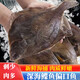 新鮮特大偏口魚巖碟魚不是鴉片魚不是多寶魚深海海鮮海魚整條 偏口魚2條【1斤/條】