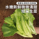 密農人家 直立散葉生菜 羅馬生菜 新鮮蔬菜 涼拌蔬菜沙拉奶油生菜300g