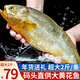 朵芙黃花魚 冰鮮大黃魚 黃魚4條 海鮮水產(chǎn) 燒烤食材生鮮魚類年貨送禮 【超大號】2斤/條碼頭直供
