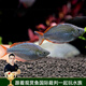 云峰海瑞 水族箱小型熱帶魚(yú)觀(guān)賞魚(yú)活體紅綠燈魚(yú)淡水水族電光魚(yú)美人天使魚(yú) 電光美人4條2-3cm公母隨機
