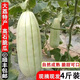 2025年大荔高石脆瓜高氏甜瓜整箱4斤裝 產(chǎn)地現(xiàn)摘順豐非山東羊角蜜 3斤 單果500g+