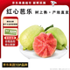 騎猴趕馬福建芭樂紅心果超好吃新鮮水果現(xiàn)摘巴樂美味可口水果番芭樂 3斤 | 紅心芭樂 | 凈重2.5斤 【源頭直采】
