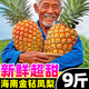 黃六爺海南金鉆鳳梨新鮮水果香水菠蘿手撕鳳梨17號(hào)超甜特大果風(fēng)梨樹(shù)上熟 【3斤小果】2-3個(gè)裝丨個(gè)小不推薦