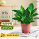 泰西絲金鉆盆栽室內桌面綠植擺件好養易活 金鉆3株【不含盆】源頭直發(fā)