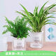 行湘水培綠植盆栽桌面花卉盆景 金邊吊蘭+波斯蕨（早安盆）源頭直發(fā)