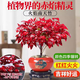 行湘火焰南天竹年宵花卉 火焰南天竹+喜慶福字陶瓷盆+圓底座 源頭直發(fā)