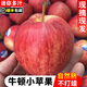 菲農(nóng)新西蘭牛頓蘋果新鮮小蘋果水果高端整箱當(dāng)季脆甜嘎啦順豐包郵 10只/斤（單果30mm-40mm）