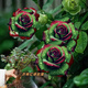 玫瑰花苗老樁盆栽玫瑰四季開(kāi)花玫瑰花室內(nèi)外陽(yáng)臺(tái)盆栽花月季老樁 蘇格綠紅玫瑰 精品玫瑰老莊1棵
