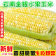土地母親計(jì)劃 云南金銀水果玉米 新鮮當(dāng)季蔬菜生吃甜玉米棒子帶殼粘苞谷米 凈重9斤 單果250g起