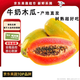 閩域尋鮮廣西紅心木瓜應季當季糖心木瓜牛奶木瓜現摘木瓜小個(gè)水果牛奶木瓜 5斤【單果330g+】?jì)糁?.5斤 源頭直采