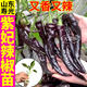 大菜鄉(xiāng)紫妃辣椒苗秧四季陽臺盆栽香辣紫妃黑美人紫螺絲椒黑辣椒種子高產(chǎn) 紫妃辣椒苗5棵+送1棵+10g肥