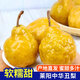琪江果萊陽(yáng)中華丑梨 太婆蜜梨軟梨子核小甜糯多汁當季新鮮水果整箱 中華丑梨凈重4.5斤10-12個(gè)