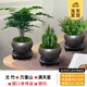 開時(shí)果 中式禪意小盆栽組合套裝 發(fā)財(cái)樹文竹綠植物辦公室內(nèi)花卉好養(yǎng)盆景 文竹+萬(wàn)重山+滿天星 含盆含土（每盆加送苔蘚）