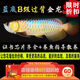 練手金龍魚(yú)活魚(yú)金頭過(guò)背紅龍銀龍古典藍(lán)底金龍高端熱帶觀賞魚(yú)魚(yú)苗 藍(lán)底過(guò)背金龍 16-18cm【發(fā)色包金】
