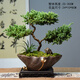 真柏盆栽迎客松室內客廳辦公室桌面盆景綠植四季常青展廳裝飾擺件 蓮歸紫砂3層真柏+底座 帶盆栽好