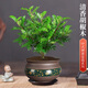 京云夢(mèng)清香木盆栽防蚊蟲(chóng)驅蚊草桌面清香胡椒木綠植紫砂古綠金盆源頭直發(fā)