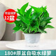 泰西絲綠蘿盆栽花卉綠植盆栽新房必備180#綠蘿原盆12盆+吸水盆 源頭直發(fā)