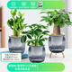綠有意綠植盆栽桌面水培綠植辦公室植物懶人好養(yǎng)盆景水養(yǎng)植物 【聚財(cái)套餐】發(fā)財(cái)+富貴竹+八方來(lái)財(cái) 含盆