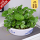 開時果 銅錢草水培盆栽帶葉發(fā)貨 綠植物水生金錢草桌面盆景源頭直發(fā)包郵 【約200-300棵】青花塑料盆 【精品銅錢草-帶葉子】