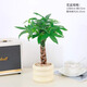 綠有意 綠植花卉辦公室客廳桌面盆栽擺件簡(jiǎn)約創(chuàng  )意網(wǎng)紅北歐綠植ins云朵盆 辮子發(fā)財樹(shù)+甜甜圈PET樹(shù)脂盆+托盤(pán)+肥料 北歐風(fēng)格網(wǎng)紅綠植