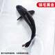 貝冠奇錦鯉活魚(yú)大正三色紅白錦鯉秋翠孔雀冷水小魚(yú)蝴蝶鯉德系觀賞魚(yú) 黑錦鯉1條（15-18厘米）