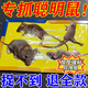 老鼠貼超強力粘鼠板加大加厚大號強膠型滅鼠神器一窩端抓大老鼠毯 5張裝 加大加厚