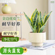 聽(tīng)雪樓金邊虎皮蘭盆栽客廳綠植花卉辦公室內植物好養活 A級金邊虎皮蘭（芝士奶酪黃陶瓷盆）