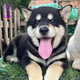 佳木為香中華田園犬幼犬土狗寵物狗活體寵物土松土獵活寵小狗大黃狗小奶狗 田園級 四眼鐵包金 公