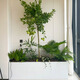 Only you【上門(mén)布置】組合真綠植大型植物裝飾室內公司空間造景上門(mén)布置 青植繪景（花箱隨機）