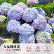 繡球花盆栽帶花苞老樁無盡夏大花苗四季開花陽臺庭院植物花卉綠植 大海藍(lán)大花【升級款1加侖大苗 花期帶花】