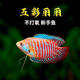 招財麗麗魚活體熱帶觀賞魚小型淡水好養(yǎng)耐活紅尾金線瑪麗魚苗 3-5CM 五彩麗麗 【2條】