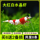 森悠（SARYOR）黑殼蝦除藻蝦淡水鮮活觀賞蝦清潔魚耐活好養(yǎng)熱帶觀賞魚寵物水晶蝦 大紅白水晶蝦買6送2 備損
