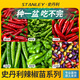 史丹利辣椒苗秧苗四季線(xiàn)椒小米辣椒種子盆栽春季辣椒種孑籽種大全 精品小米椒苗3棵